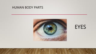 HUMAN BODY PARTS
EYES
 