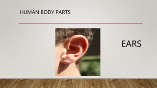 HUMAN BODY PARTS
EARS
 