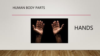 HUMAN BODY PARTS
HANDS
 