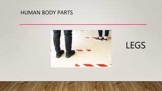 HUMAN BODY PARTS
LEGS
 