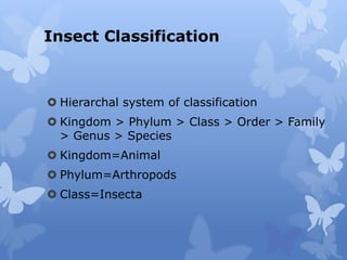 Insect Classification
 Hierarchal system of classification
 Kingdom > Phylum > Class > Order > Family
> Genus > Species
 Kingdom=Animal
 Phylum=Arthropods
 Class=Insecta
 