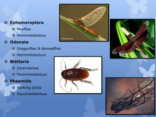Chapter 2. Taxonomy.pdf