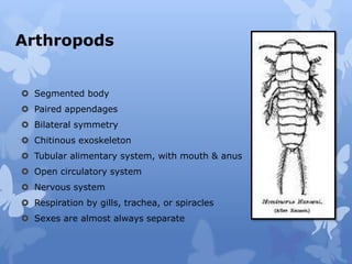 Arthropods
 Segmented body
 Paired appendages
 Bilateral symmetry
 Chitinous exoskeleton
 Tubular alimentary system, ...