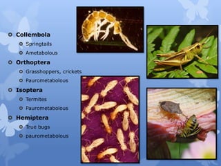  Collembola
 Springtails
 Ametabolous
 Orthoptera
 Grasshoppers, crickets
 Paurometabolous
 Isoptera
 Termites
 P...