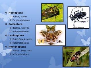  Homoptera
 Aphids, scales
 Paurometabolous
 Coleoptera
 Beetles, weevils
 Holometabolous
 Lepidoptera
 Butterflie...