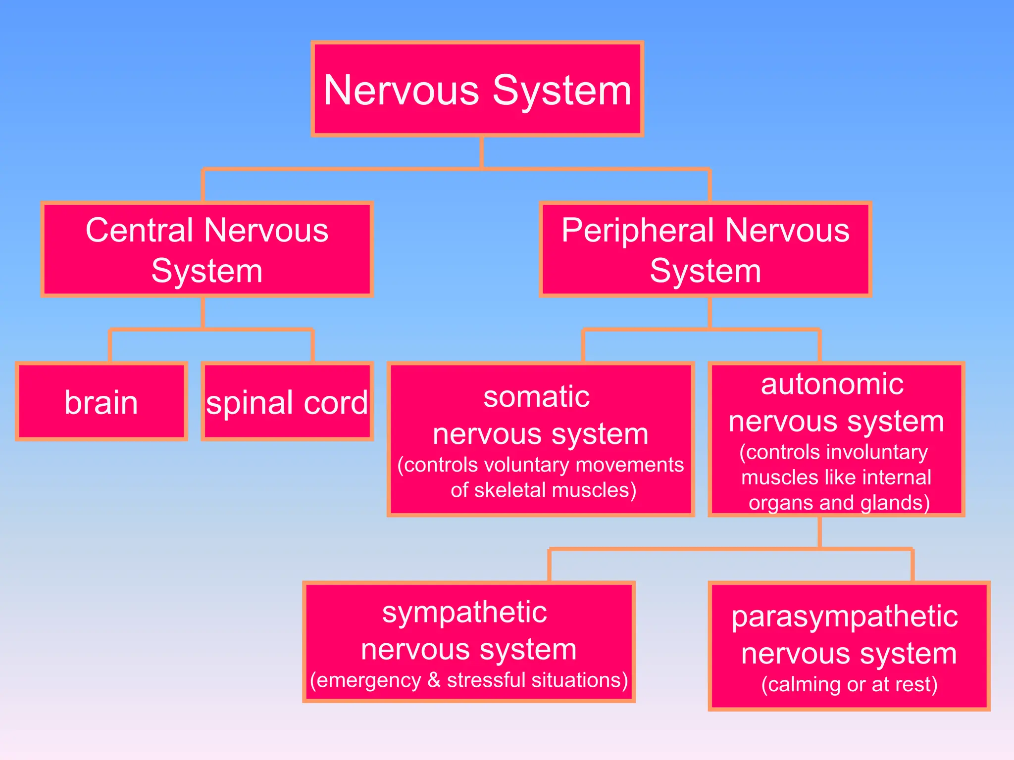 Chapter 2.3 The Central Nervous System.pptx