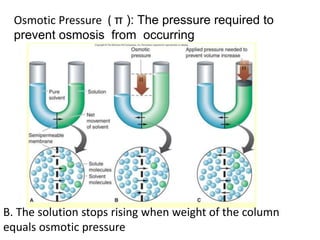 Osmotic Pressure ( π ): The pressure required to
prevent osmosis from occurring
B. The solution stops rising when weight of the column
equals osmotic pressure
 