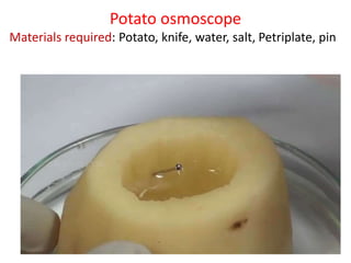 Potato osmoscope
Materials required: Potato, knife, water, salt, Petriplate, pin
 