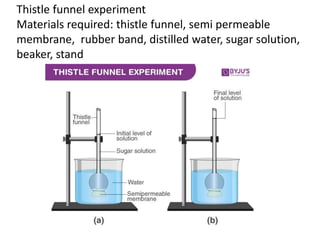 Thistle funnel experiment
Materials required: thistle funnel, semi permeable
membrane, rubber band, distilled water, sugar solution,
beaker, stand
 