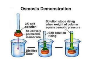 Chapter 2.2 Diffusion, osmosis and imbibition.pptx