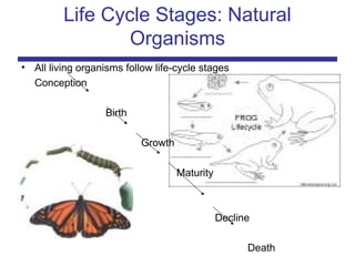 Life Cycle Stages: Natural
Organisms
• All living organisms follow life-cycle stages
Conception
Birth
Growth
Maturity
Decline
Death
 