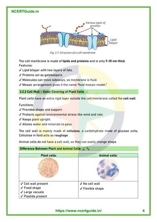 The cell membrane is made of lipids and proteins and is only 7–10 nm thick .
Features:
✔ Lipid bilayer with two layers of fats.
✔ Proteins act as gatekeepers.
✔ Molecules can move sideways, so membrane is fluid.
✔ Mosaic arrangement gives it the name “fluid mosaic model. ”
2.2.2 Cell Wall – Outer Covering of Plant Cells
Plant cells have an extra rigid layer outside the cell membrane called the cell wall .
Functions:
✔ Provides shape and support.
✔ Protects against environmental stress like wind and rain.
✔ Keeps plant upright.
✔ Allows water and minerals to pass.
The cell wall is mainly made of cellulose , a carbohydrate made of glucose units.
Cellulose in food acts as roughage .
Animal cells do not have a cell wall, so they can easily change shape.
Difference Between Plant and Animal Cells
Plant cells: Animal cells:
✔ Cell wall present
✔ Fixed shape
✔ Large vacuole
✔ Plastids present
✔ No cell wall
✔ Flexible shape
NCERTGuide.in
https://www.ncertguide.in/ 4
 