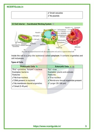 ✔ Small vacuoles
✔ No plastids
2.3 Cell Interior – Coordinated Working System
Inside the cell is a jelly - like substance called cytoplasm . It contains organelles and
cell inclusions.
Types of Cells
Prokaryotic Cells Eukaryotic Cells
“Pro” = primitive, “karyon” = nucleus
Examples: bacteria
Features:
✔ No true nucleus
✔ DNA present in nucleoid
✔ No membrane - bound organelles
✔ Small (1 –10µm)
“Eu” = true
Examples: plants and animals
Features:
✔ True nucleus
✔ Membrane - bound organelles present
✔ Larger (10 –100 µm)
NCERTGuide.in
https://www.ncertguide.in/ 5
 