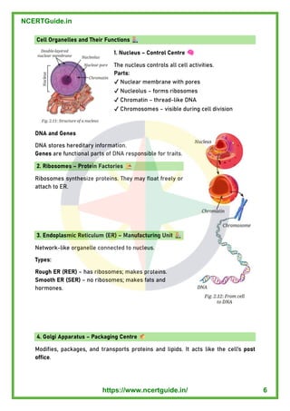 Cell Organelles and Their Functions
1. Nucleus – Control Centre
The nucleus controls all cell activities.
Parts:
✔ Nuclear membrane with pores
✔ Nucleolus – forms ribosomes
✔ Chromatin – thread - like DNA
✔ Chromosomes – visible during cell division
DNA and Genes
DNA stores hereditary information.
Genes are functional parts of DNA responsible for traits.
2. Ribosomes – Protein Factories
Ribosomes synthesize proteins. They may float freely or
attach to ER.
3. Endoplasmic Reticulum (ER) – Manufacturing Unit
Network - like organelle connected to nucleus.
Types:
Rough ER (RER) – has ribosomes; makes proteins.
Smooth ER (SER) – no ribosomes; makes fats and
hormones.
4. Golgi Apparatus – Packaging Centre
Modifies, packages, and transports proteins and lipids. It acts like the cell’s post
office.
NCERTGuide.in
https://www.ncertguide.in/ 6
 