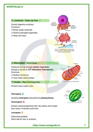 5. Lysosomes – Clean - up Crew
Contain digestive enzymes.
Functions:
✔ Break waste materials
✔ Destroy damaged organelles
✔ Keep cell clean
6. Mitochondria – Powerhouse
Produces energy through cellular respiration .
Energy is stored as ATP (Adenosine Triphosphate) .
Structure:
✔ Double membrane
✔ Inner folds called cristae
7. Plastids – Plant Cell Organelles
Present only in plant cells.
Chloroplast
Contains chlorophyll and performs photosynthesis .
Chromoplast
Contain coloured pigments like red, yellow, and orange.
Give colour to flowers and fruits.
Leucoplast
Colourless plastids.
Store starch, oils, or proteins.
NCERTGuide.in
https://www.ncertguide.in/ 7
 