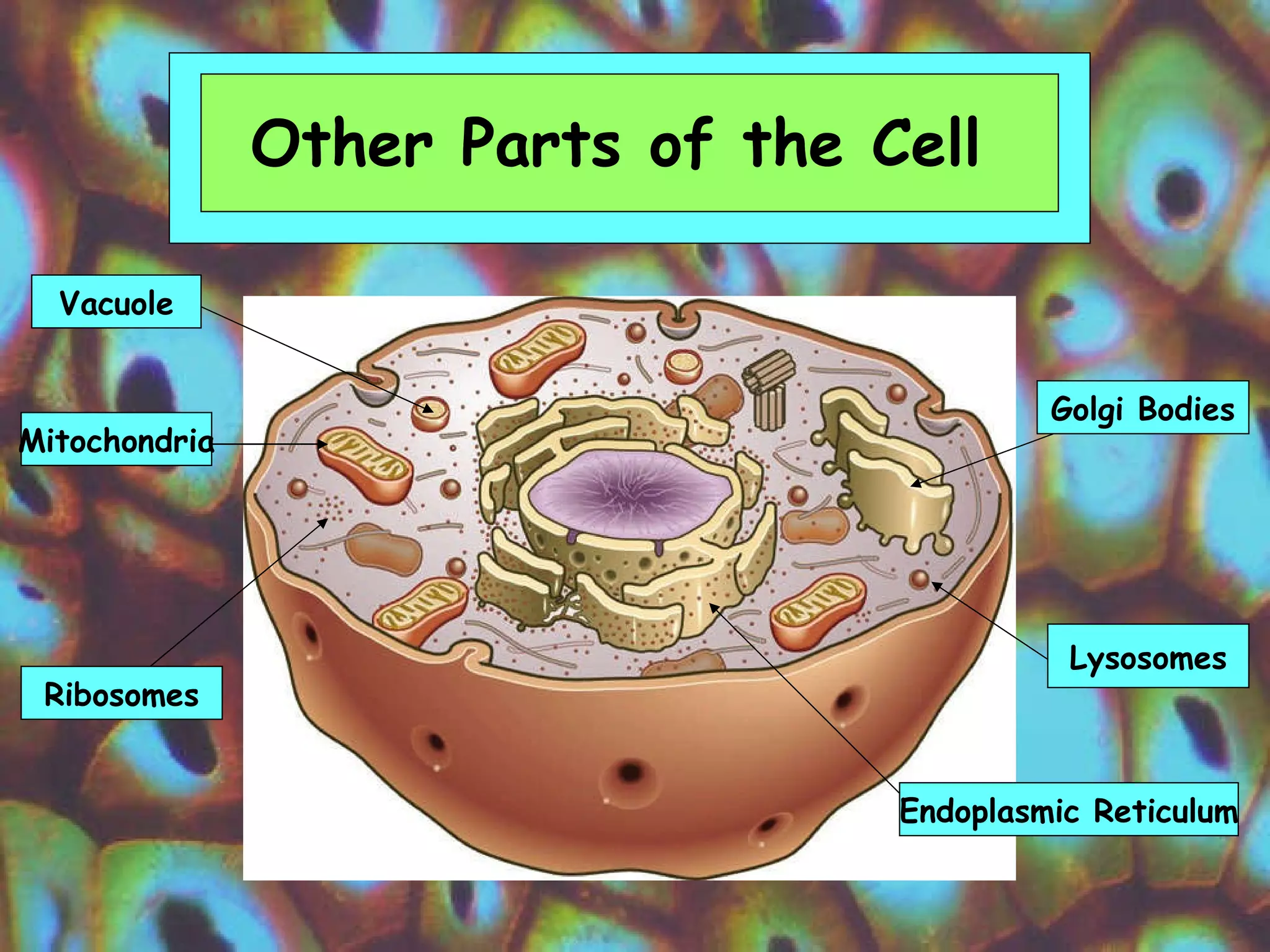 Other Parts of the Cell  Vacuole Mitochondria Ribosomes Golgi Bodies Lysosomes Endoplasmic Reticulum 