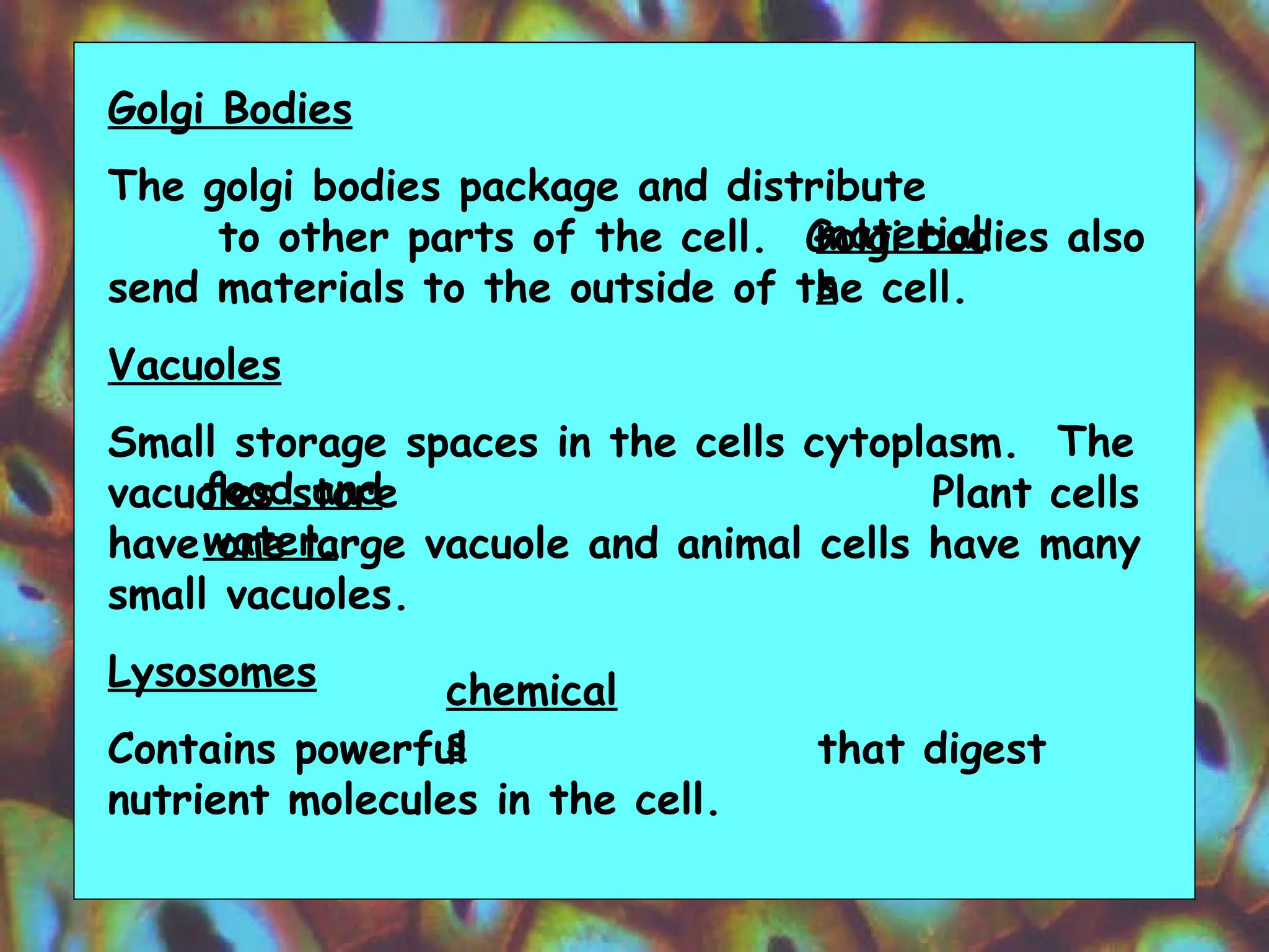 Golgi Bodies The golgi bodies package and distribute  to other parts of the cell.  Golgi bodies also send materials to the outside of the cell.  Vacuoles Small storage spaces in the cells cytoplasm.  The vacuoles store  Plant cells have one large vacuole and animal cells have many small vacuoles.  Lysosomes Contains powerful  that digest nutrient molecules in the cell.  materials food and water. chemicals 