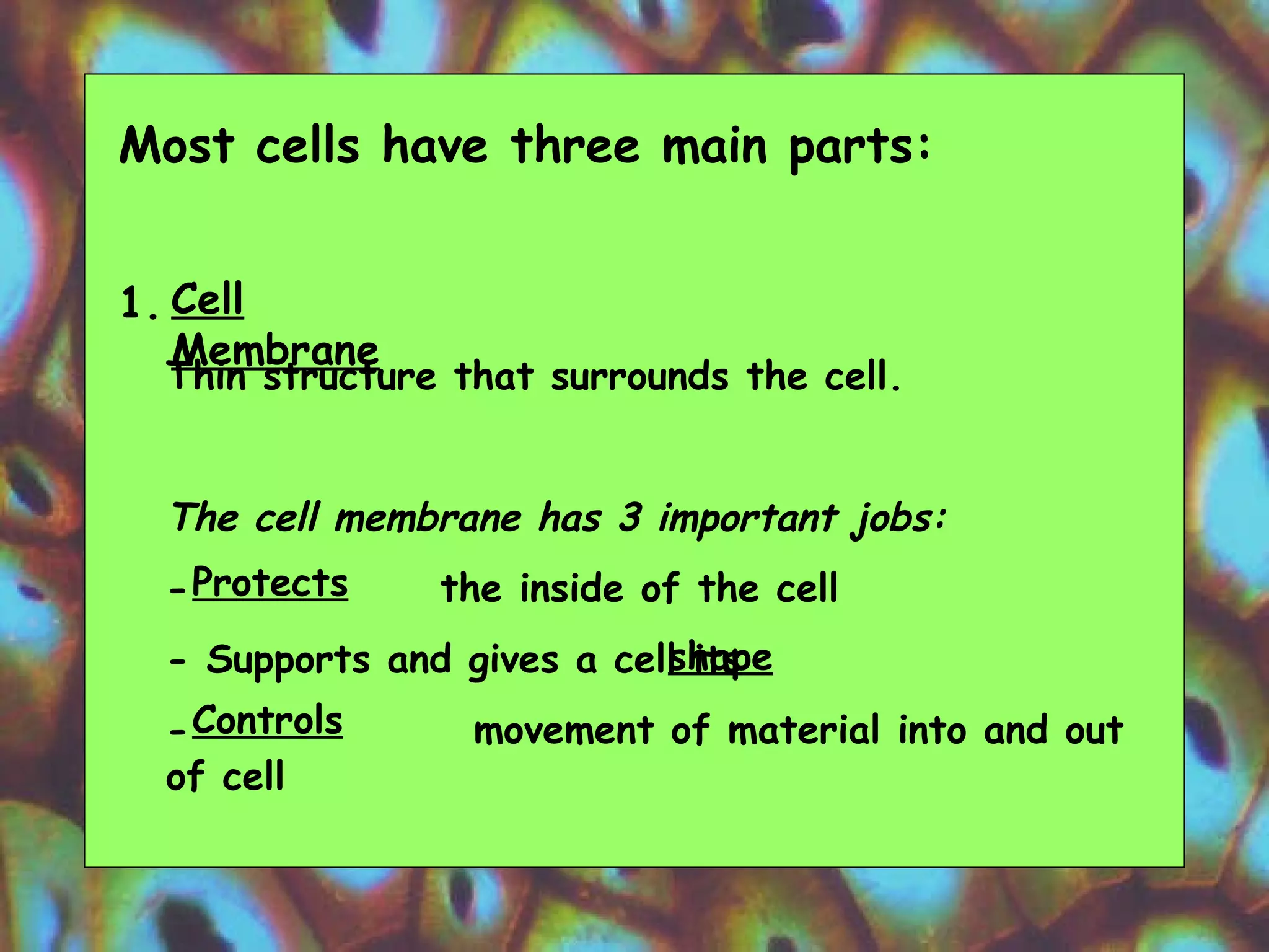 Most cells have three main parts: 1. Thin structure that surrounds the cell.  The cell membrane has 3 important jobs: -  the inside of the cell  - Supports and gives a cell its  -  movement of material into and out of cell  Cell Membrane Protects shape Controls 