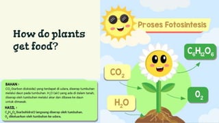 How do plants
get food?
 