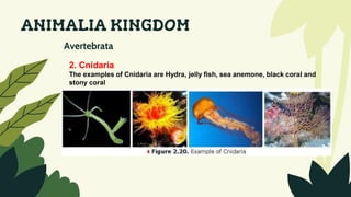ANIMALIA KINGDOM
Avertebrata
2. Cnidaria
The examples of Cnidaria are Hydra, jelly fish, sea anemone, black coral and
stony coral
 