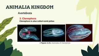 ANIMALIA KINGDOM
Avertebrata
3. Ctenophora
Ctenophora is also called comb jellies
 