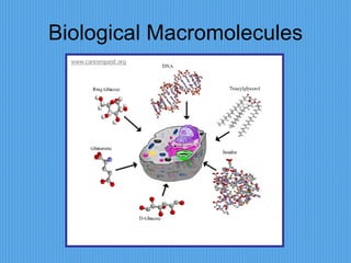 Biological Macromolecules 