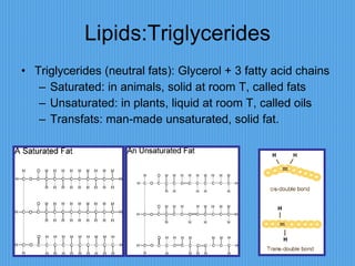 Lipids:Triglycerides Triglycerides (neutral fats): Glycerol + 3 fatty acid chains Saturated: in animals, solid at room T, called fats Unsaturated: in plants, liquid at room T, called oils Transfats: man-made unsaturated, solid fat. 