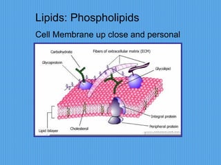 Lipids: Phospholipids Cell Membrane up close and personal 
