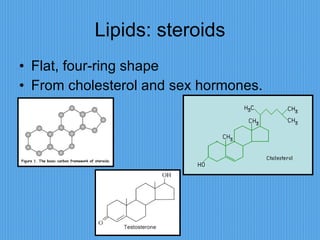Lipids: steroids Flat, four-ring shape From cholesterol and sex hormones. 