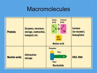 Macromolecules 