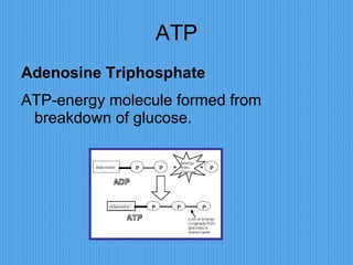 ATP Adenosine Triphosphate   ATP-energy molecule formed from breakdown of glucose. 