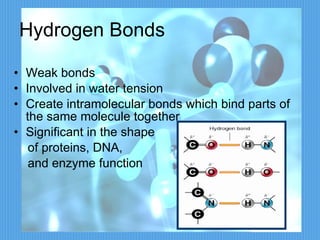 Hydrogen Bonds Weak bonds Involved in water tension Create intramolecular bonds which bind parts of the same molecule together Significant in the shape  of proteins, DNA, and enzyme function 