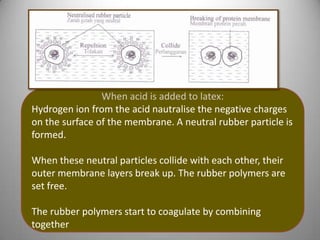 When acid is added to latex:
Hydrogen ion from the acid nautralise the negative charges
on the surface of the membrane. A neutral rubber particle is
formed.
When these neutral particles collide with each other, their
outer membrane layers break up. The rubber polymers are
set free.
The rubber polymers start to coagulate by combining
together

 