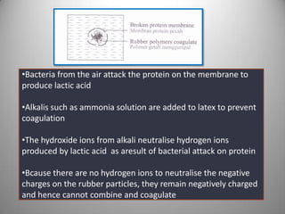 •Bacteria from the air attack the protein on the membrane to
produce lactic acid
•Alkalis such as ammonia solution are added to latex to prevent
coagulation
•The hydroxide ions from alkali neutralise hydrogen ions
produced by lactic acid as aresult of bacterial attack on protein

•Bcause there are no hydrogen ions to neutralise the negative
charges on the rubber particles, they remain negatively charged
and hence cannot combine and coagulate

 