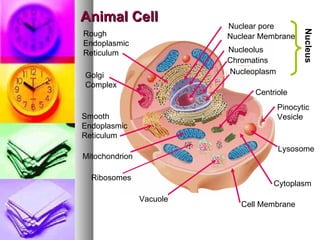 Animal Cell Nuclear pore Nuclear Membrane Nucleolus Chromatins Nucleus Centriole Pinocytic  Vesicle Lysosome Cytoplasm Cell Membrane Vacuole Ribosomes Mitochondrion Smooth Endoplasmic Reticulum Golgi  Complex Rough Endoplasmic Reticulum Nucleoplasm 