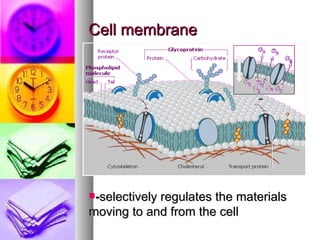 Cell membrane - selectively regulates the materials moving to and from the cell 