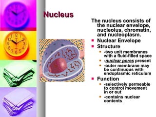 Nucleus The nucleus consists of the nuclear envelope, nucleolus, chromatin, and nucleoplasm.   Nuclear Envelope   Structure  -two unit membranes with a fluid-filled space   - nuclear pores  present   -outer membrane may be continuous with endoplasmic reticulum   Function  -selectively permeable to control movement in or out   -contains nuclear contents   