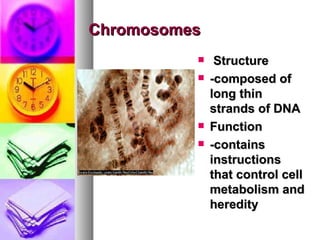 Chromosomes Structure  -composed of long thin strands of DNA   Function  -contains instructions that control cell metabolism and heredity 