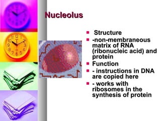 Nucleolus Structure  -non-membraneous matrix of RNA (ribonucleic acid)   and protein   Function  - instructions in DNA are copied here   - works with ribosomes in the synthesis of protein 