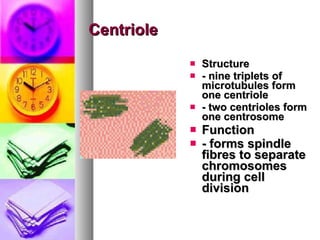 Centriole Structure  - nine triplets of microtubules form one centriole   - two centrioles form one centrosome   Function   - forms spindle fibres to separate chromosomes during cell   division   