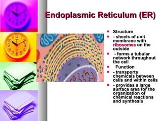 Endoplasmic Reticulum (ER) Structure  - sheets of unit membrane with  ribosomes  on the   outside - forms a tubular network throughout the cell       Function  - transports chemicals between cells and within cells   - provides a large surface area for the organization   of chemical reactions and synthesis   