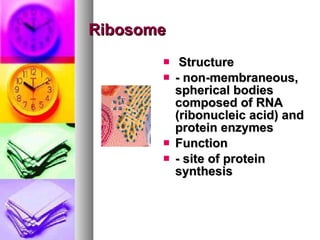 Ribosome Structure  - non-membraneous, spherical bodies composed of   RNA (ribonucleic acid) and protein enzymes   Function  - site of protein synthesis   