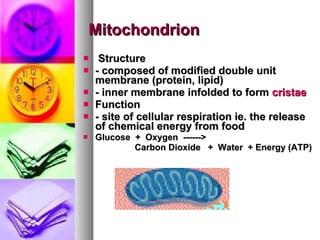 Mitochondrion Structure  - composed of modified double unit membrane (protein, lipid)   - inner membrane infolded to form  cristae   Function  - site of cellular respiration ie. the release of chemical   energy from food   Glucose  +  Oxygen  ------> Carbon Dioxide   +  Water  + Energy (ATP)   