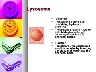 Lysosome Structure  - membrane bound bag containing hydrolytic enzymes - hydrolytic enzyme = (water split biological catalyst)   i.e. using water to split chemical bonds   Function  - break large molecules into small molecules by   inserting a molecule of water into the chemical bond      