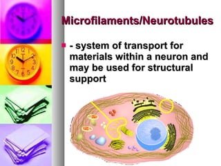 Microfilaments/Neurotubules - system of transport for materials within a neuron and may be used for structural support   