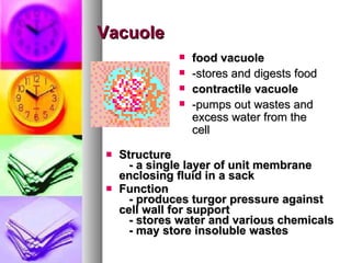 Vacuole Structure      - a single layer of unit membrane enclosing fluid in   a sack   Function      - produces turgor pressure against cell wall for support      - stores water and various chemicals      - may store insoluble wastes food vacuole -stores and digests food contractile vacuole -pumps out wastes and excess water from the cell 