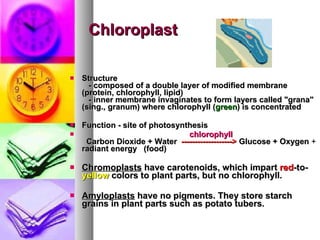 Chloroplast Structure      - composed of a double layer of modified membrane (protein, chlorophyll, lipid)      - inner membrane invaginates to form layers called "grana"   (sing., granum) where chlorophyll ( green ) is concentrated   Function - site of photosynthesis                                               chlorophyll     Carbon Dioxide + Water  ------------------->  Glucose + Oxygen  +  radiant energy   (food) Chromoplasts  have carotenoids, which impart  red -to- yellow  colors to plant parts, but no chlorophyll.  Amyloplasts  have no pigments. They store starch grains in plant parts such as potato tubers. 