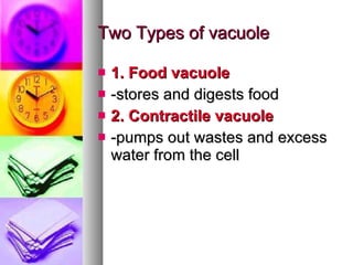 Two Types of vacuole 1. Food vacuole -stores and digests food 2. Contractile vacuole -pumps out wastes and excess water from the cell 