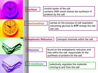 Nucleus control center of the cell  contains DNA which directs the synthesis of proteins by the cell Mitochondrion carries on the process of cell respiration converting glucose to  ATP  energy the cell can use Endoplasmic Reticulum transport channels within the cell Ribosome found on the endoplasmic reticulum and free within the cell  responsible for the synthesis of proteins for the cell cell membrane selectively regulates the materials moving to and from the cell 