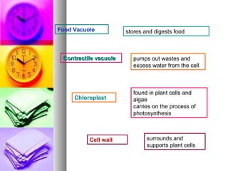 Food Vacuole stores and digests food Contractile vacuole pumps out wastes and excess water from the cell Chloroplast found in plant cells and algae   carries on the process of photosynthesis Cell wall surrounds and supports plant cells 